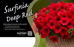 Surfinia Deep Red