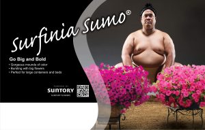 Surfinia Sumo Wrestler