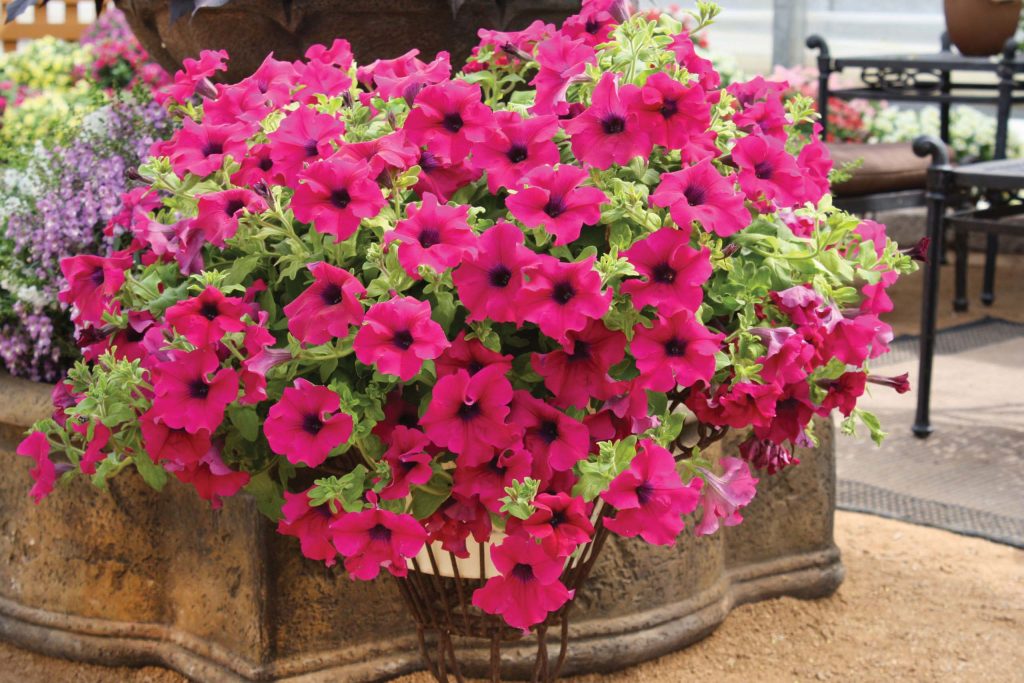 Petunia-Surfinia-Giant-Purple-301