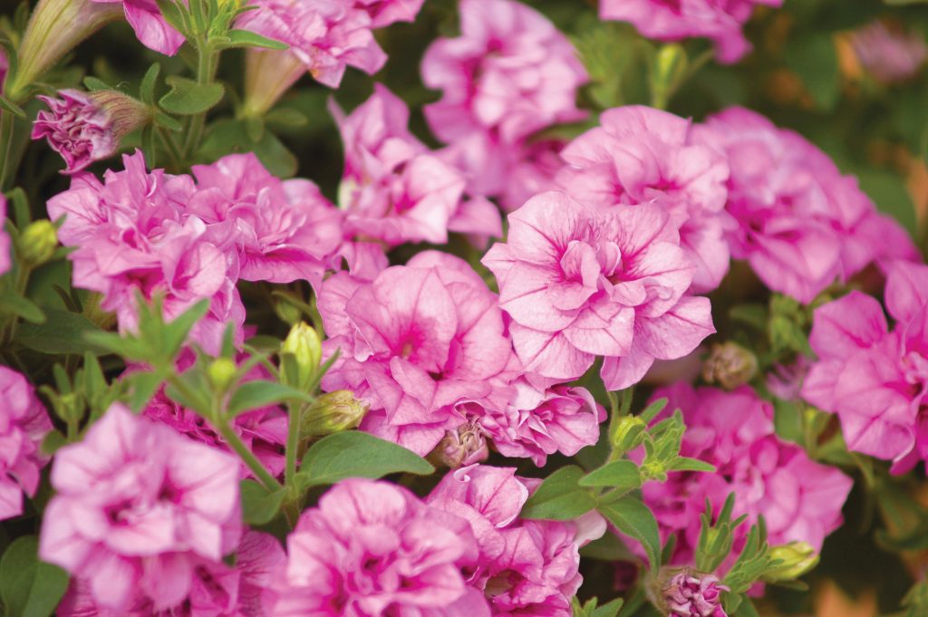 Petunia Surfinia Summer Double Pink 001