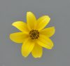 BeeDance Bidens Yellow - Single Flower