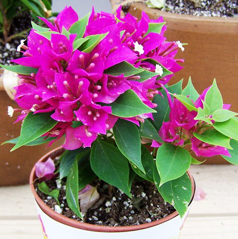 Bougainvillea-Sunvillea-Rose-001