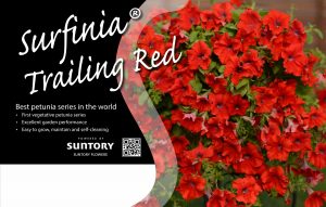 Surfinia Trailing Red
