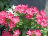 Catharanthus-Soiree-Crown-Rose-001