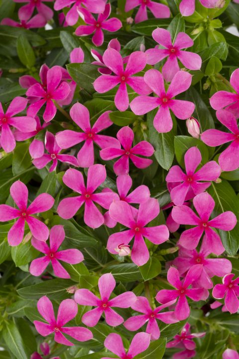 Catharanthus Soiree Kawaii Pink_Z6S0501