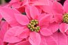 Euphorbia-Princettia-Dark-Pink-001