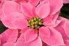 Euphorbia-Princettia-Hot-Pink-001