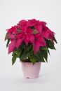 Euphorbia-Princettia-Queen-Pink-201