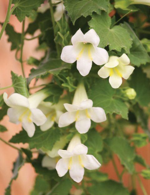 Lophospermum-Lofos-White-001