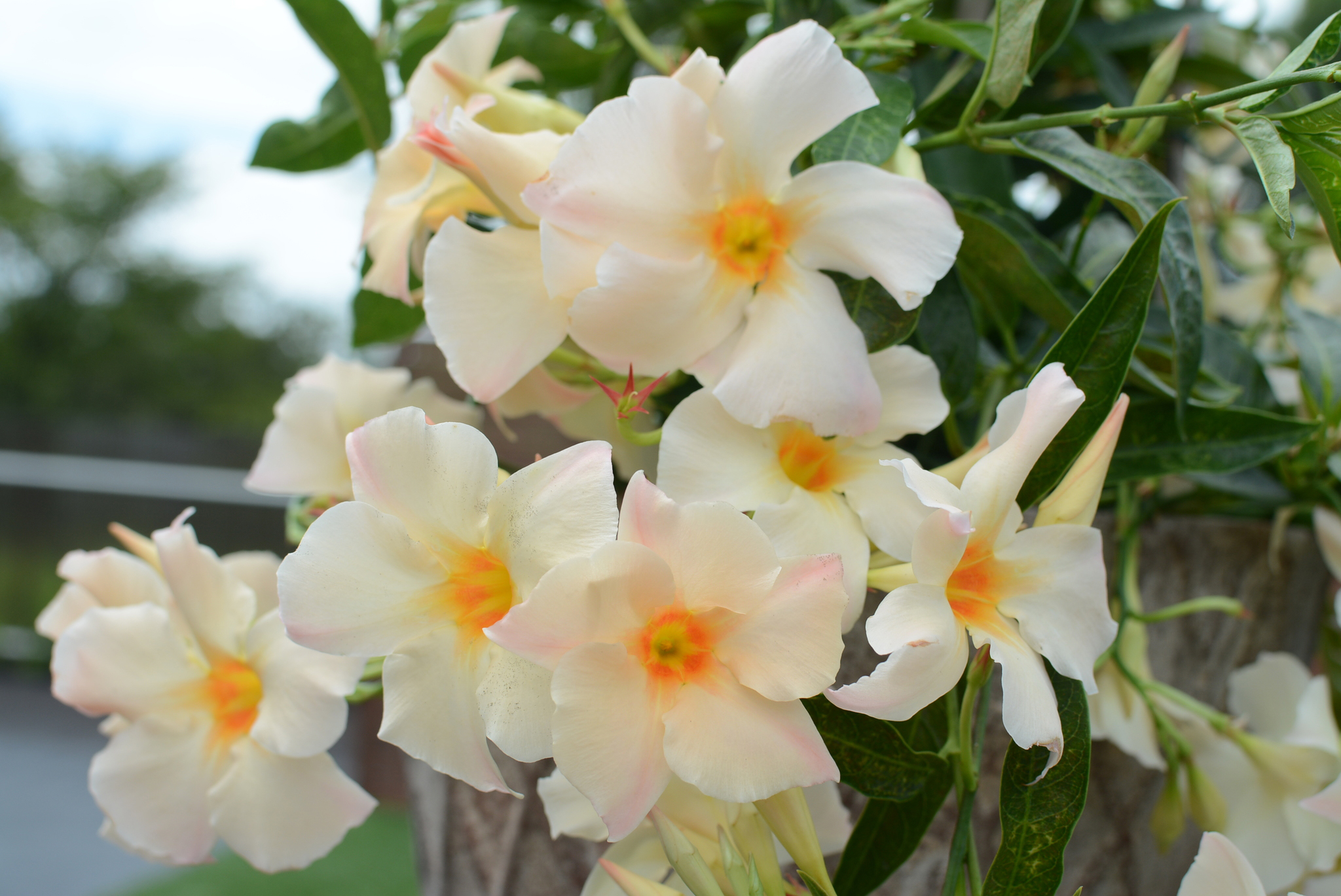 Mandevilla-SunParasol-Apricot-002