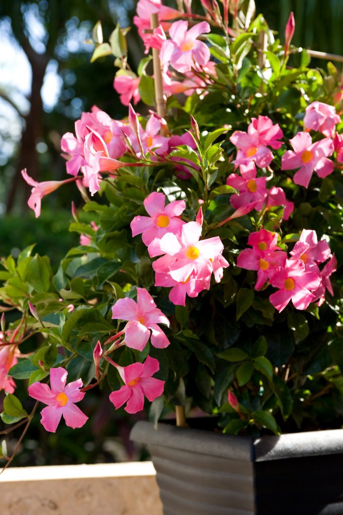 Mandevilla-SunParasol-PrettyPink-301