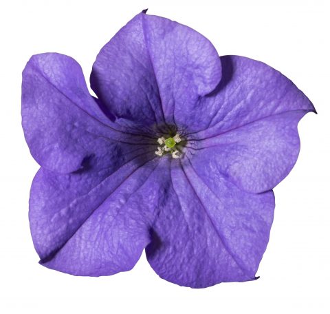 Petunia Surfinia Heavenly Blue_Z6S1835