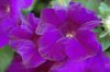Petunia-Surfinia-Purple-Majesty-001