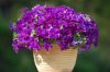 Petunia-Surfinia-Purple-Majesty-302