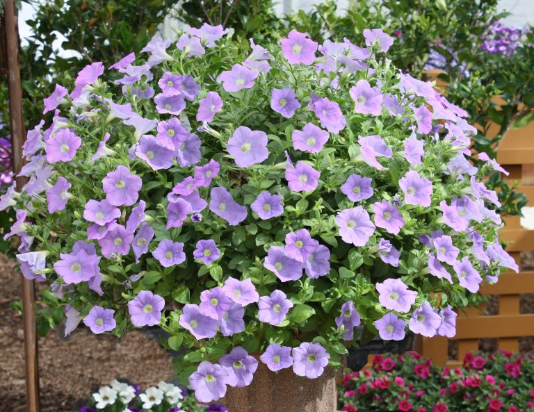 Petunia-Surfinia-Sky-Blue-301