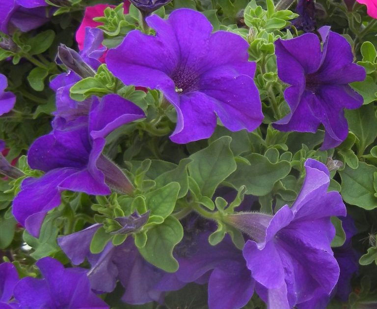 Petunia-Surfinia-Trailing-Giant-Blue-001