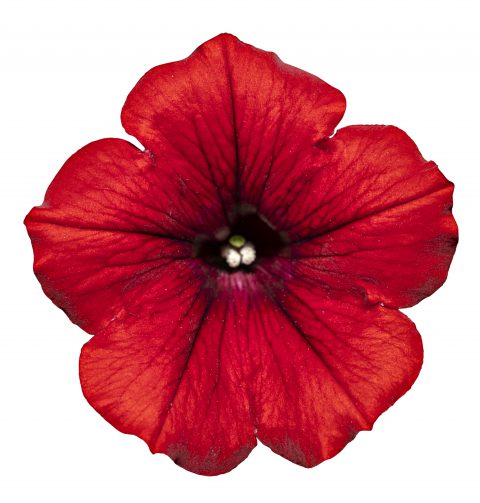 Parasit Kejserlig kontakt SURFINIA® Trailing Red - Suntory Flowers