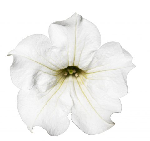 Petunia Surfinia White Improved_Z6S1805