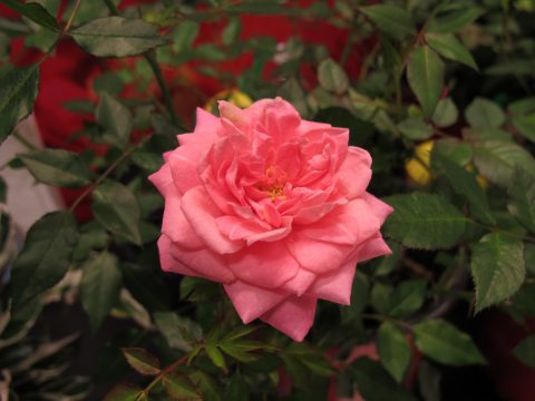 Rosa-SunRosa-Fragrant-Pink-002
