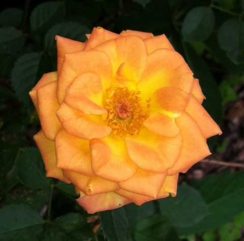 Rosa-Sunrosa-Orange-Delight-001
