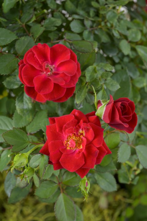 Rosa Sunrosa Red_Z6S0563