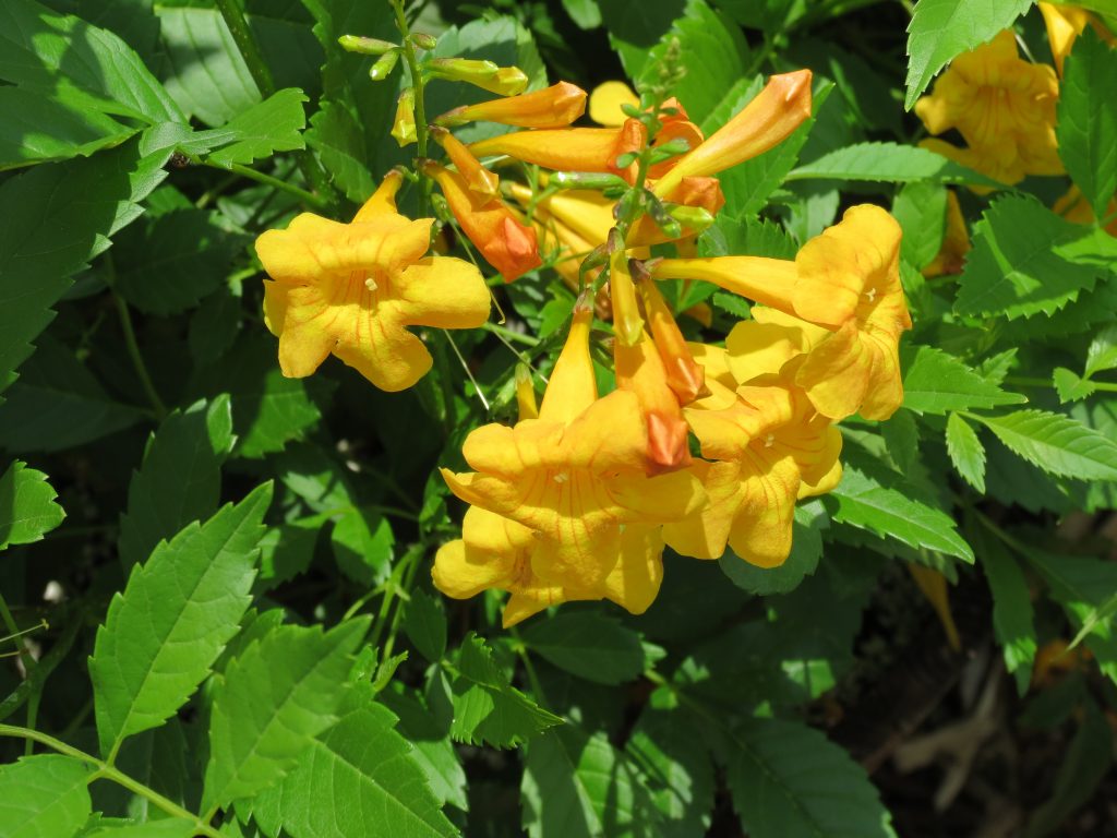 Tecoma-Sun-Trumpets-Yellow-002