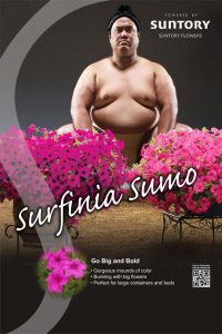 thumbnail of SurfiniaSumo-Poster