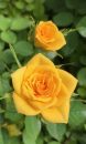 Rosa-Sunrosa-Yellow-Delight-001