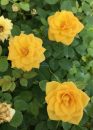 Rosa-Sunrosa-Yellow-Delight-303