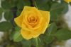 Rosa Sunrosa Yellow Delight_Z6S0571