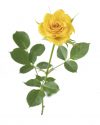 Rosa Sunrosa Yellow Delight_Z6S0577