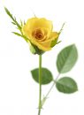 Rosa Sunrosa Yellow Delight_Z6S0580