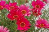 Argyanthemum-Grandaisy-Dark-Pink-002