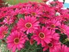 Argyanthemum-Grandaisy-Dark-Pink-004
