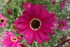 Argyanthemum Grandaisy Dark Pink 001 JPEG