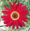 Argyanthemum-Grandaisy-Red-improved-001
