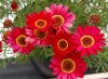 Argyanthemum-Grandaisy-Red-improved-002