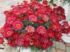 Argyanthemum-Grandaisy-Red-improved-004