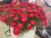 Argyanthemum-Grandaisy-Red-improved-301