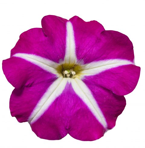 Petunia Surfinia Purple Starshine_Z6S1858