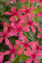 Catharanthus Soiree Kawaii Red Shades_Z6S0450