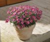 Argyranthemum-frutescens-Madeira-deep-pink-301