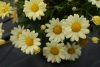 Argyranthemum-frutescens-Madeira-primorose-001