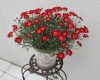 Argyranthemum-frutescens-Madeira-red-301