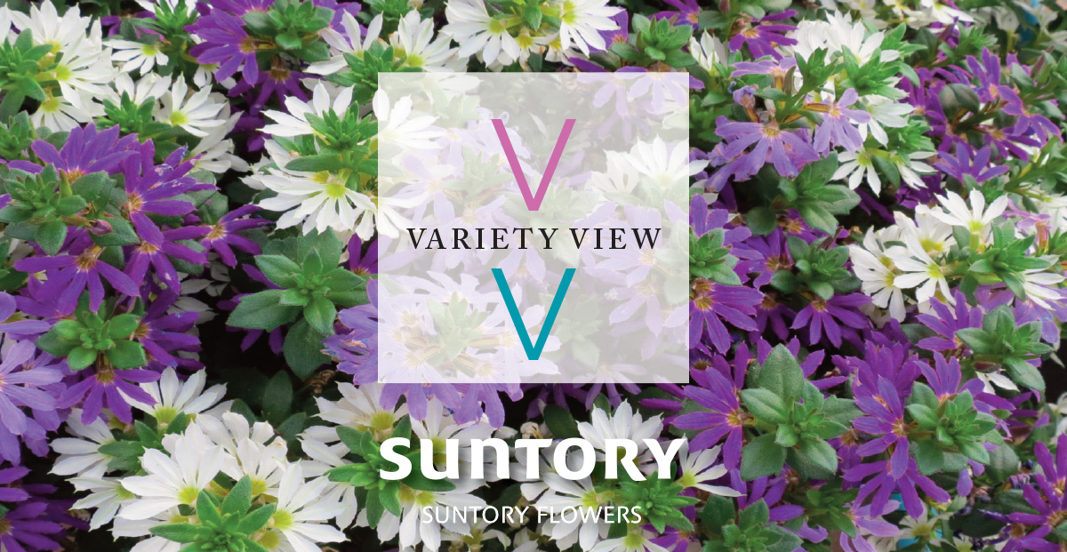 Suntory Flowers Variety View – Extend Your Season with Surdiva