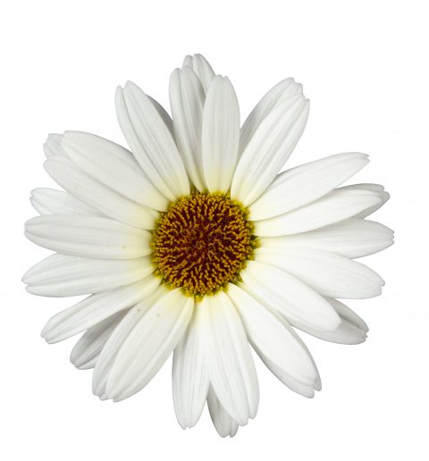 Argyranthemum Grandaisy White Improved_Z6S1735
