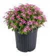 Catharanthus Soiree Kawaii Coral Reef_Z6S0440