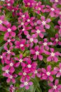 Catharanthus Soiree Kawaii Coral Reef_Z6S0493