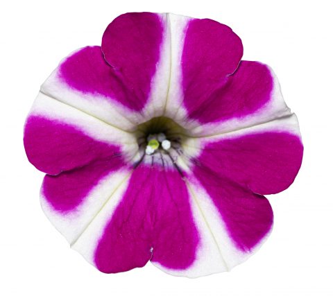 Petunia Surfinia Purple Heart_Z6S1871