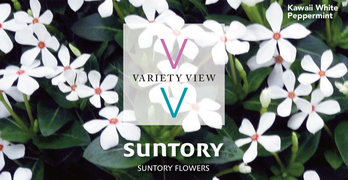Suntory Flowers Variety View – Time to Book Summer Crops